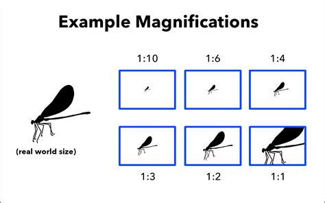 Magnification .